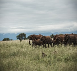 3 days to Tarangire and  Lake Eyasi